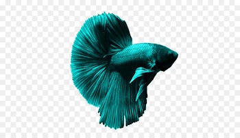 Siamese fighting fish Goldfish Aquarium Ornamental fish - betta 