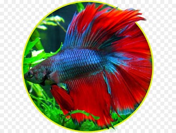 Siamese fighting fish Goldfish Aquarium Pet - betta 