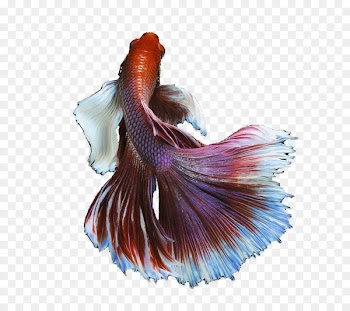 Siamese fighting fish Goldfish - Betta 