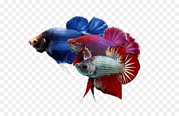 Siamese fighting fish Goldfish Breed Pet - betta 