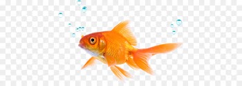 Siamese fighting fish Goldfish Koi Tropical fish - fish 