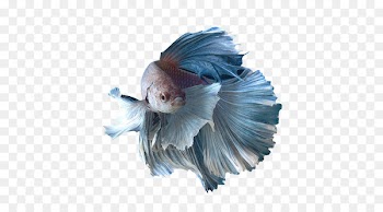 Siamese fighting fish Honey gourami Spotfin betta Goldfish - betta 