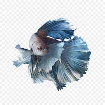 Siamese fighting fish Koi Aquarium Goldfish - betta fish 