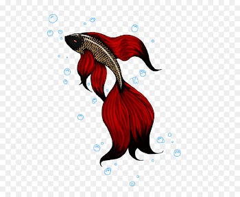 Siamese fighting fish Koi Goldfish Aquarium - betta 