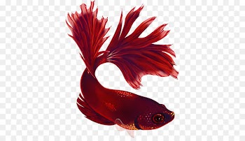 Siamese fighting fish Koi Thepix Aquarium - betta 