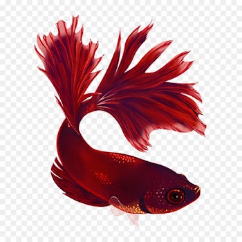Siamese fighting fish Koi Veiltail Aquarium - fish 