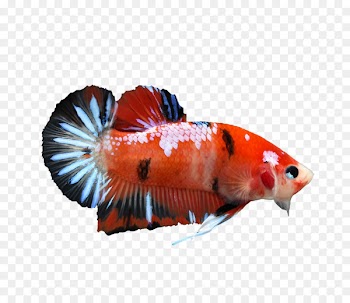 Siamese fighting fish Koi Veiltail Betta: Your Happy Healthy Pet - fish 