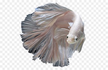 Siamese fighting fish Kuhli loach Aquarium Fin - fish 