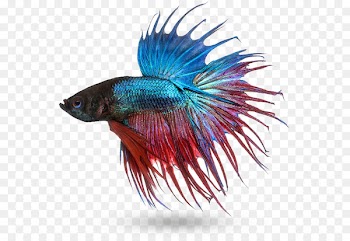 Siamese fighting fish Mekong Stock photography Fish fin - fish 