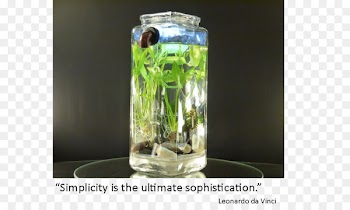 Siamese fighting fish Nano aquarium Cleaning Fishkeeping - fish tank plumbing 