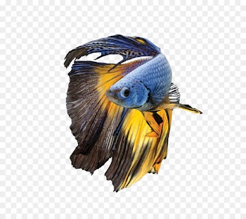 Siamese fighting fish Parrot Bird Blue-and-yellow macaw - betta 
