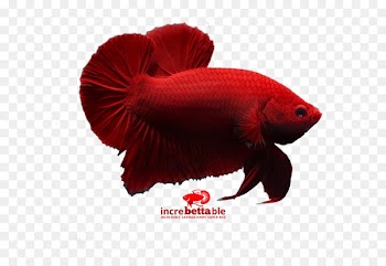 Siamese fighting fish Red Yellow Betta - Betta Channoides 
