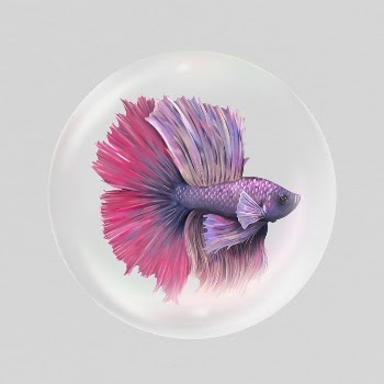 Siamese fighting fish sticker, animal | Free PSD - rawpixel