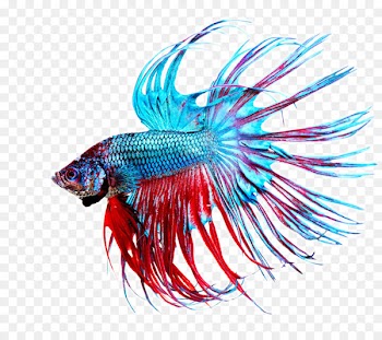 Siamese fighting fish Stock photography Aquarium - Beautiful tropical fish 