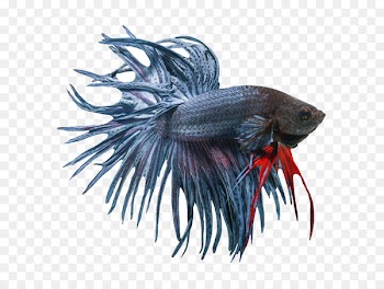 Siamese fighting fish Veiltail Butterfly Koi - Urban Tails Pet Supply 