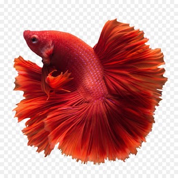 Siamese fighting fish Veiltail Cat Angelfish - betta 