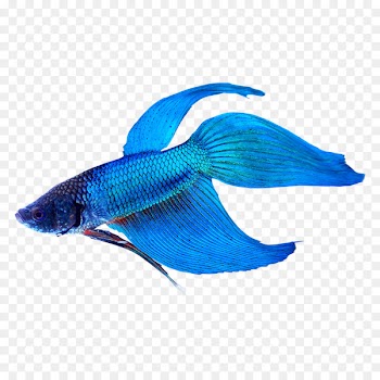 Siamese fighting fish Veiltail Tropical fish Aquarium - betta 