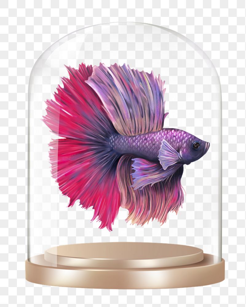 Siamese fighting png fish glass | Free PNG - rawpixel