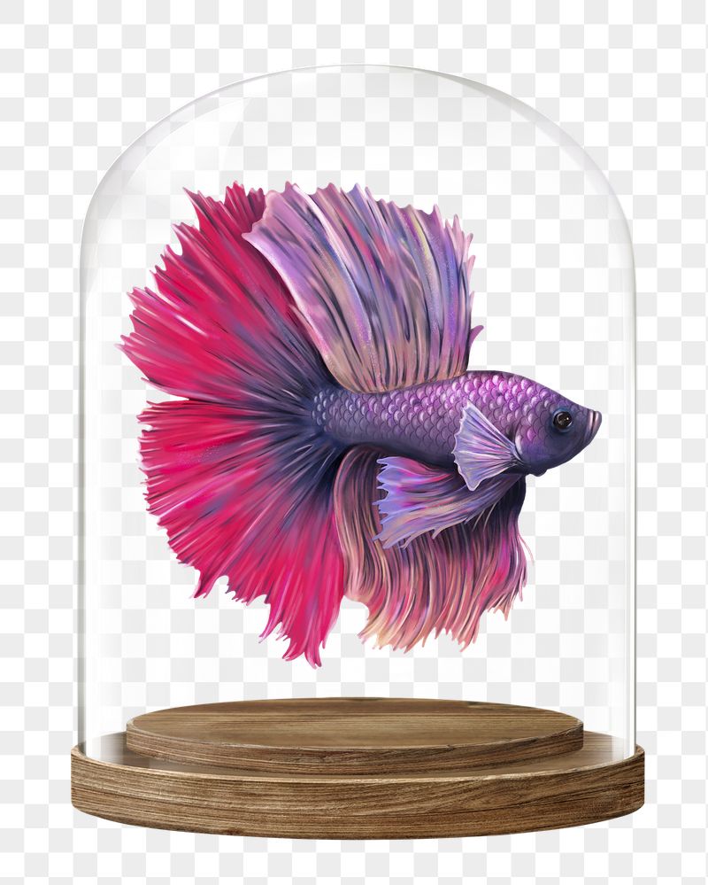 Siamese fighting png fish glass | Free PNG - rawpixel
