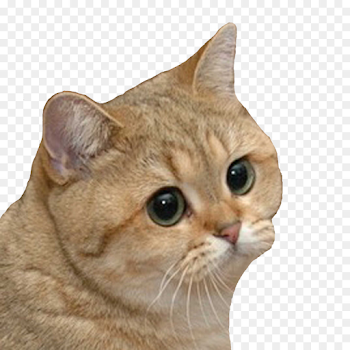 Siberian cat Bengal cat Grumpy Cat Doge Lolcat - Cat