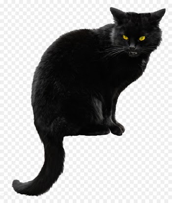 Siberian cat Kitten Black cat Halloween - Black Cat PNG File 