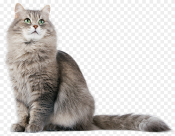 Siberian cat Kitten Web browser Alpha compositing Pet Free PNG ...