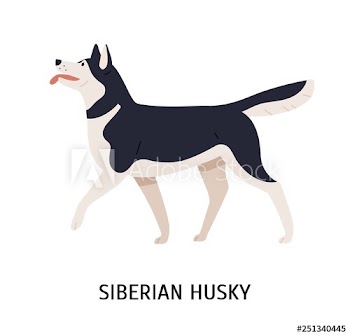 Siberian Husky