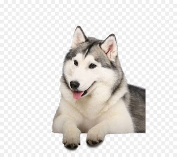 Siberian Husky Alaskan Malamute Pug Puppy - Husky dog 