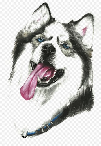 Siberian Husky Alaskan Malamute Sakhalin Husky Alaskan Klee Kai Canadian Eskimo Dog - Vector silly Alaskan dog 
