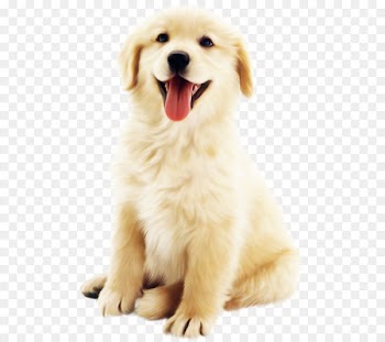 Siberian Husky Chihuahua Puppy Cat Pet - Cute dog 