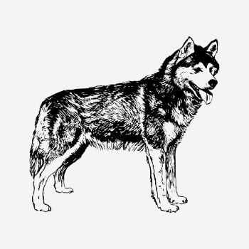 Siberian husky dog drawing, vintage | Free Photo - rawpixel