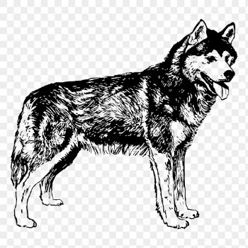 Siberian husky dog png drawing, | Free PNG - rawpixel
