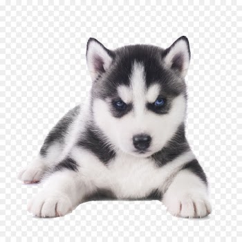 Siberian Husky French Bulldog Pug Puppy - Adorable Husky 