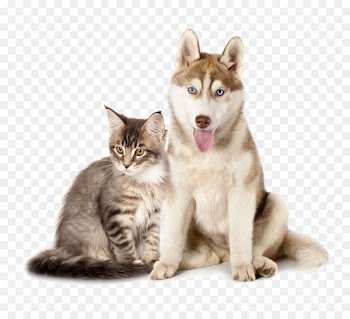 Siberian Husky Maine Coon Kitten Puppy Dogu2013cat relationship - Cats and dogs together 