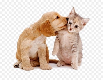 Siberian Husky Maine Coon Puppy Kitten Cat food - Cats and dogs love each other 