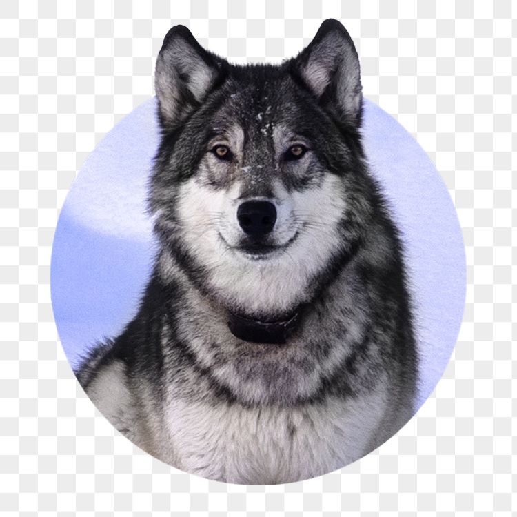 Siberian husky png sticker, dog | Free PNG - rawpixel