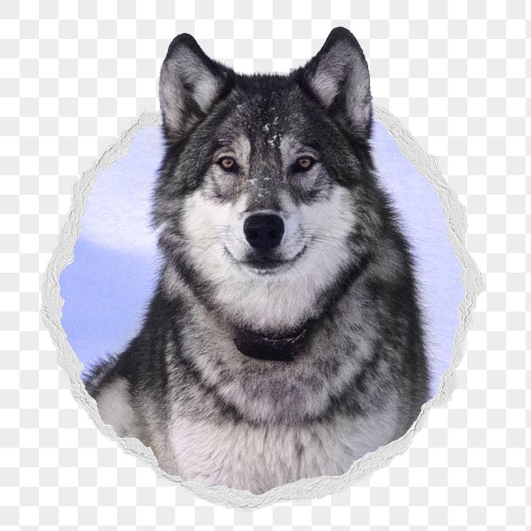 Siberian husky png sticker, dog | Free PNG - rawpixel