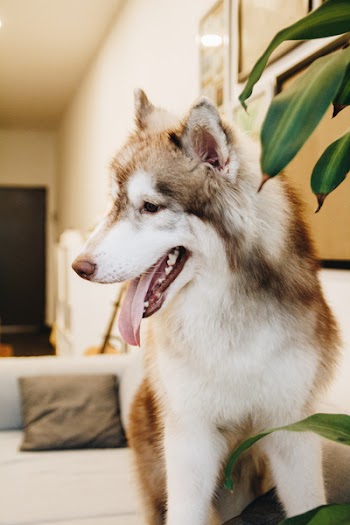 Siberian Husky Standing on Sofa