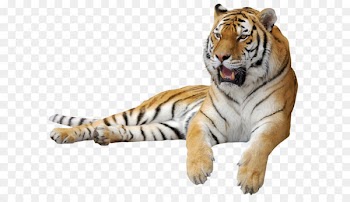 Siberian Tiger Clip art - Tiger PNG Clipart Picture 