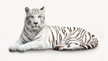 Siberian tiger collage element, animal | Free PSD - rawpixel