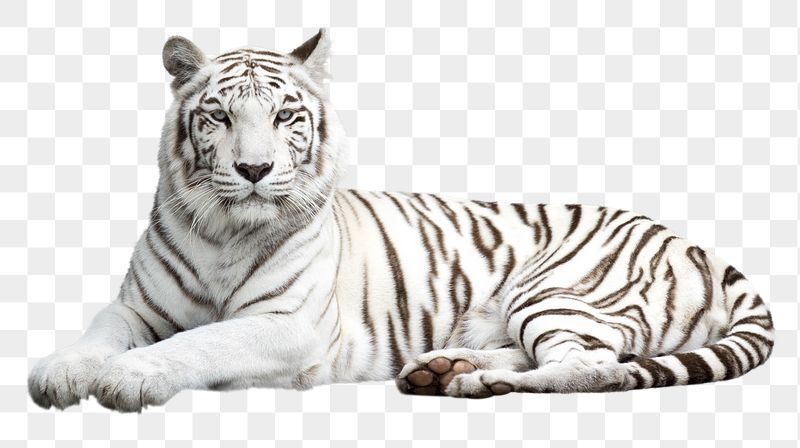 Siberian tiger png sticker, wild | Free PNG - rawpixel