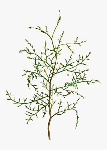 Sictus tree branch | Free stock vector - 568228
