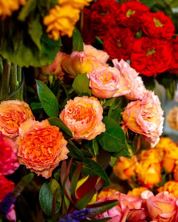 Side view of apricot color english roses by david austin Free Photo