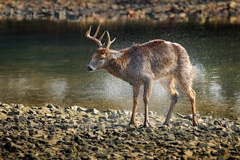 Side View of Deer Walking in Lake at Forest