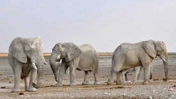 Side View of Elephant in a Row Against the Sky