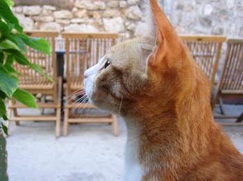 Side View of Orange Tabby Looking at Green Plant