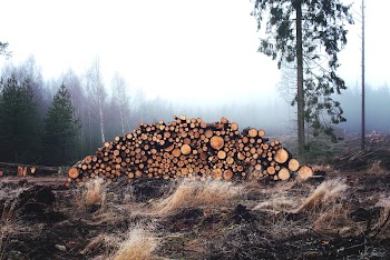 Side view of tree trunks | Free Photo - rawpixel