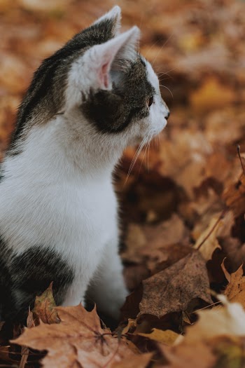 Side View Photo Of Cat