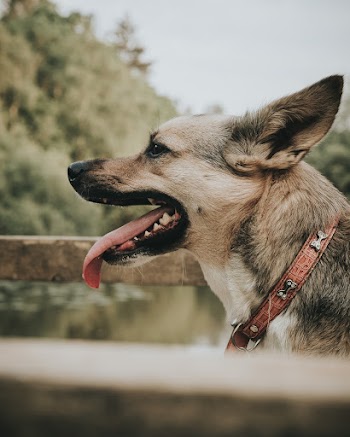 Side View Photo Of Dog