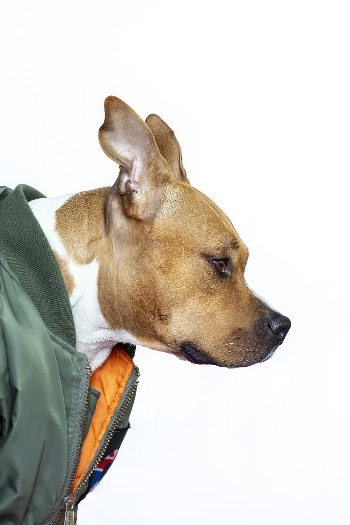 Side View Photo Of Dog